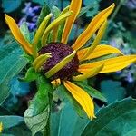 Rudbeckia fulgida Bloem