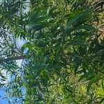 Acacia auriculiformis Fuelha