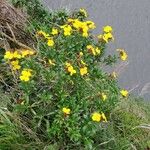 Potentilla brauneana Blomst