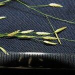 Eragrostis mexicana অন্যান্য