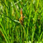 Carex caryophyllea പുഷ്പം