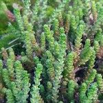 Sedum acre Leaf