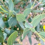 Dendromecon harfordii ഇല