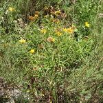 Buphthalmum salicifolium Hábito