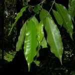 Drypetes variabilis Leaf