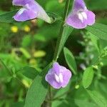 Scutellaria integrifolia Λουλούδι