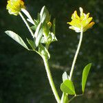 Trifolium patens Kukka