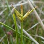 Carex pauciflora Λουλούδι