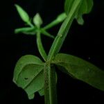 Canscora alata Hábito