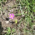 Sabatia campestris Flower