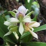 Prosthechea chacaoensis Flower