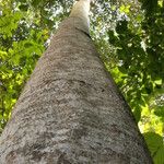 Terminalia ivorensis Kabuk