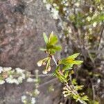 Prunus pumila Blad