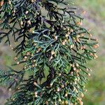 Cupressus macrocarpa Kvet