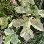 Heracleum sphondyliumDeilen