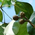 Acropogon mesophilus Fruit