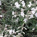 Silene secundiflora Kvet