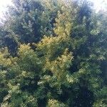 Podocarpus totara पत्ता