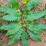 Quercus castaneifolia Folio