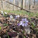 Hepatica nobilisÕis