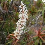 Dracophyllum ramosum Hábito