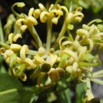 Stenocarpus tremuloides 花