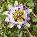 Passiflora caeruleaÕis