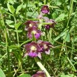 Epipactis atrorubens Bark