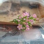 Centaurium tenuiflorum Květ