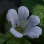 Bacopa monnieri Kukka