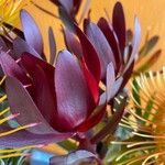 Leucadendron salignum Blad