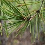 Pinus halepensis Hostoa