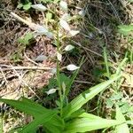 Cephalanthera longifoliaFlor