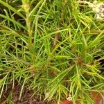 Grevillea rosmarinifolia Leaf