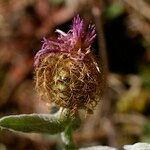 Centaurea jordaniana 花