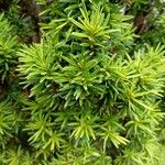 Taxus cuspidata Blad