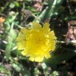 Pilosella officinarum Fleur