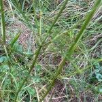 Scabiosa columbaria Blatt