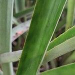 Aechmea distichantha Leaf