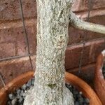 Cibirhiza albersiana