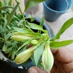 Alstroemeria ligtuЦвят