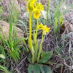 Ophrys lutea Kvet