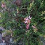 Oenothera suffrutescens Flor