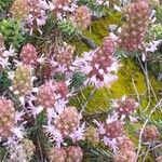 Coris monspeliensis Flower