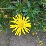 Euryops chrysanthemoides Floro