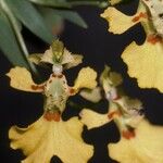 Erycina glossomystax फूल