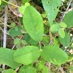 Boquila trifoliolata Leaf