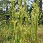 Andropogon bicornis Leaf