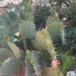 Opuntia littoralis Cvet