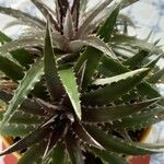 Dyckia brevifolia Лист